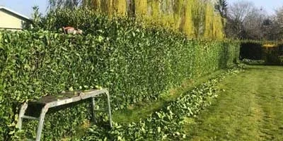 Jardinage Marrakch - Elagage et Abattage des arbres