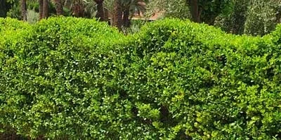 Entretien de jardins à Marrakch