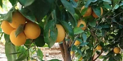 Vente d'Arbres Fruitiers à Marrakch