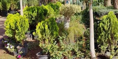 Vente de plantes à Marrakch